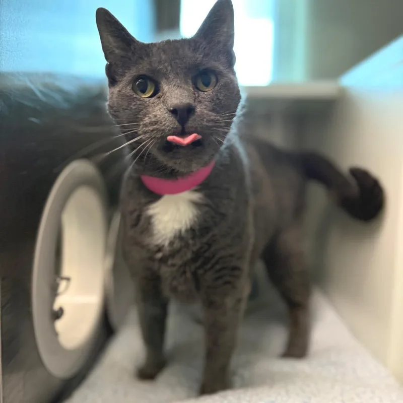 A senior large-sized female Gray / Blue / Silver Domestic Short Hair cat named Danarius "Danny" for adoption in Fairport, NY