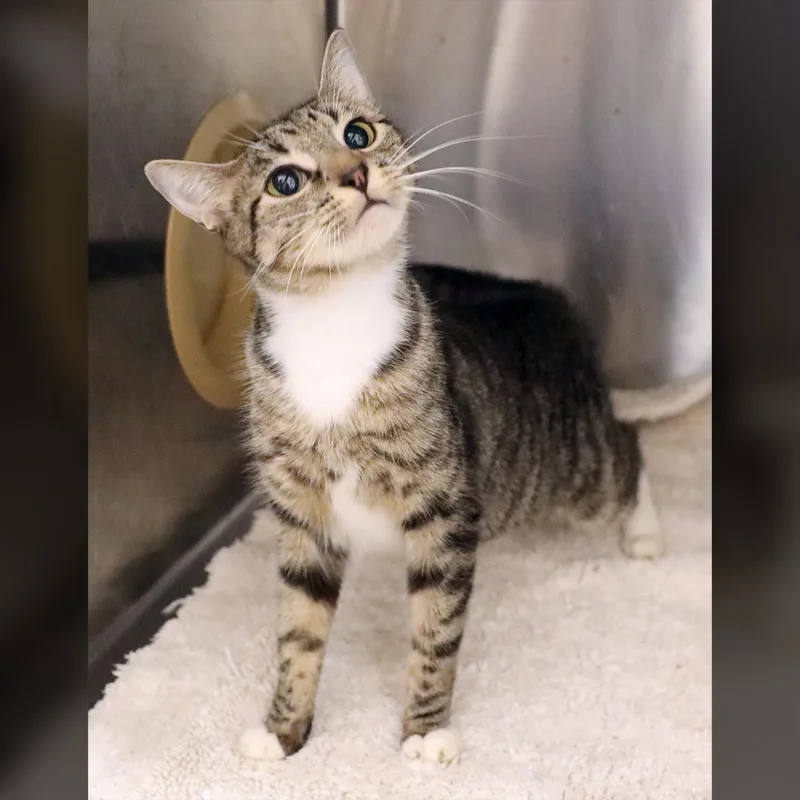 A young medium-sized female Tabby (Buff / Tan / Fawn) Domestic Short Hair cat named Chelsea for adoption in Lambertville, NJ