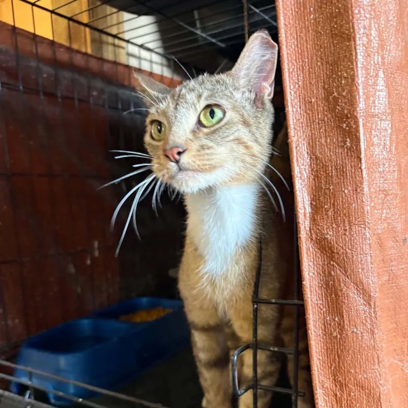 A young small-sized female Brown / Chocolate Domestic Short Hair cat named Cherry for adoption in Stephenville, TX