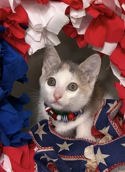 A baby medium-sized female Domestic Short Hair cat named Pebbles for adoption in Picayune, MS
