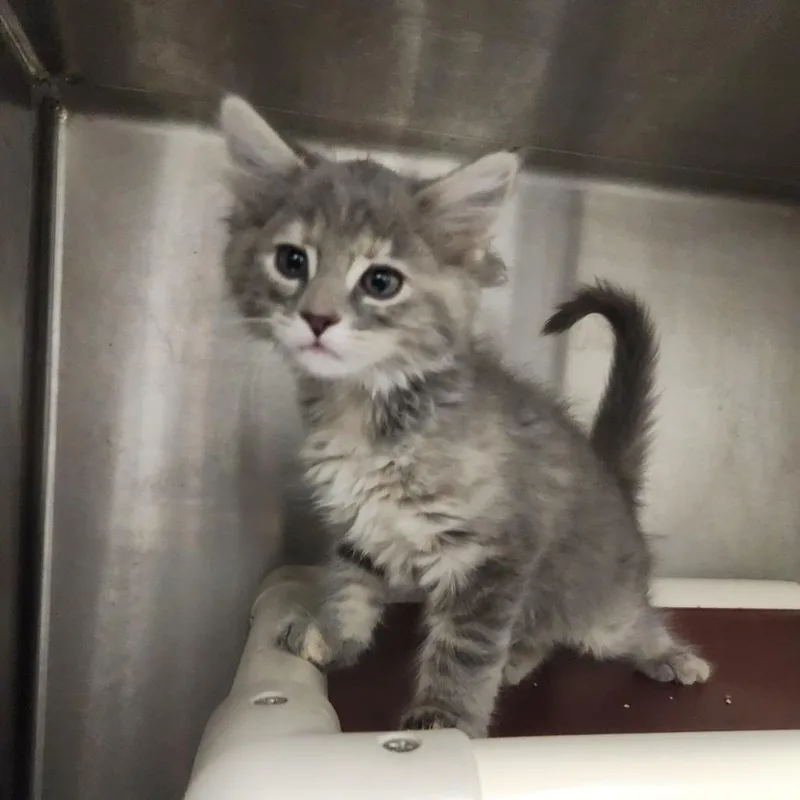 A baby small-sized male Gray / Blue / Silver Domestic Short Hair cat named Steel for adoption in Fort Wayne, IN