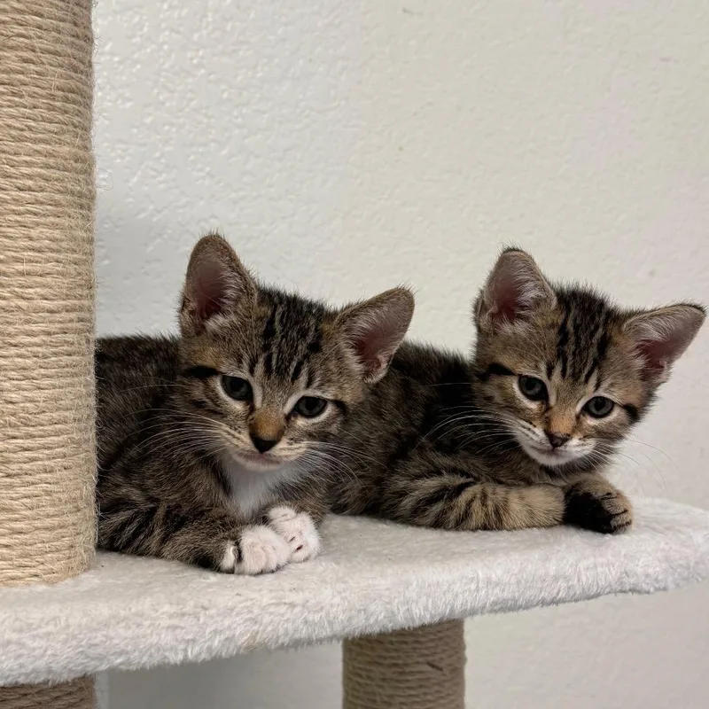 A baby small-sized male Brown / Chocolate Domestic Short Hair cat named Snickerdoodle for adoption in Los Angeles, CA