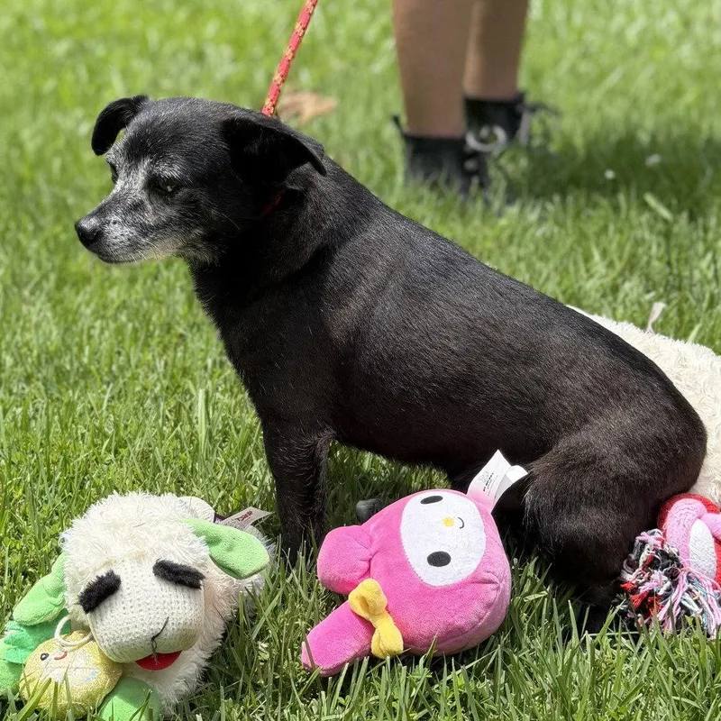 A senior small-sized male Chihuahua dog named Raheem for adoption in Locust Fork, AL
