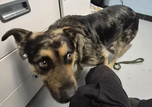 A young large-sized male Shepherd dog named Pen  Monte for adoption in Lawrenceville, GA