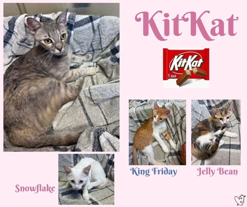 KitKat thumbnail 2