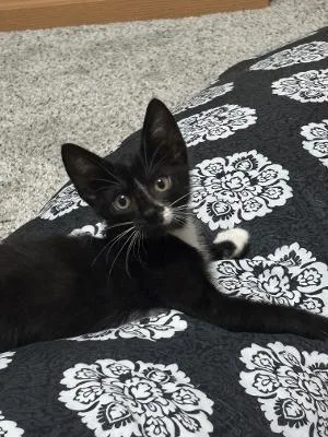 A baby medium-sized male Black & White / Tuxedo Domestic Short Hair cat named Black Bean for adoption in Mokena, IL