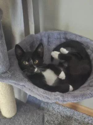 Black Bean thumbnail 2