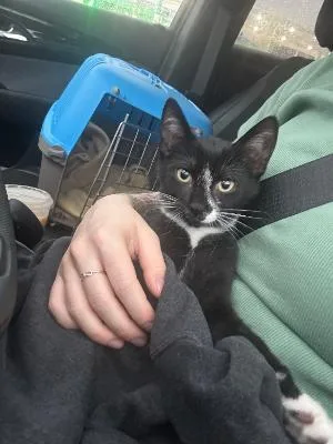 Black Bean thumbnail 3