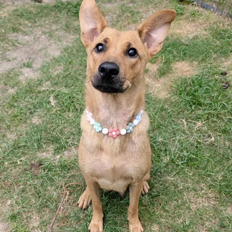 An adult medium-sized female Yellow / Tan / Blond / Fawn Shepherd dog named Tessa for adoption in Pittsburgh, PA