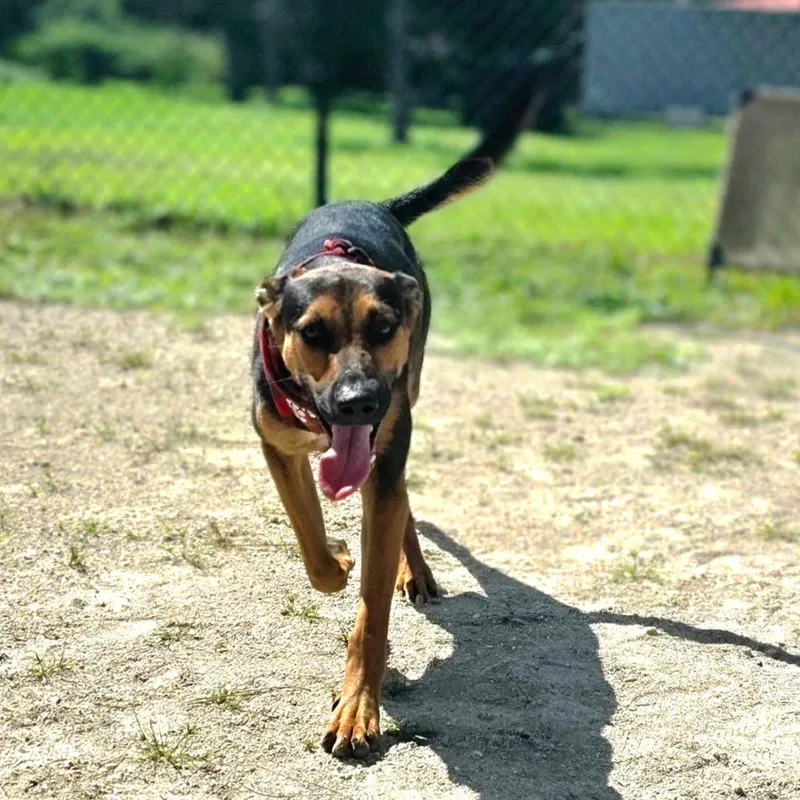 A young medium-sized male Black Mixed Breed dog named Yung Kav for adoption in Port Charlotte, FL