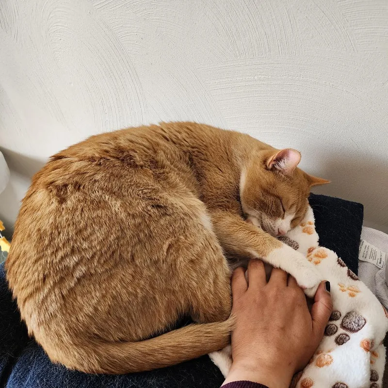 An adult large-sized male Orange / Red Domestic Short Hair cat named Heffalump for adoption in Pittsburgh, PA