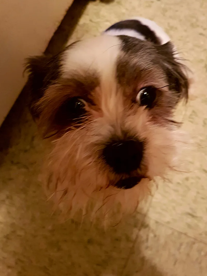 An adult small-sized female Black Shih Tzu dog named Twinkles for adoption in New York, NY