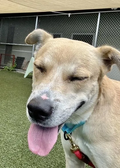 An adult medium-sized male Labrador Retriever dog named Tyler for adoption in Madison, NJ