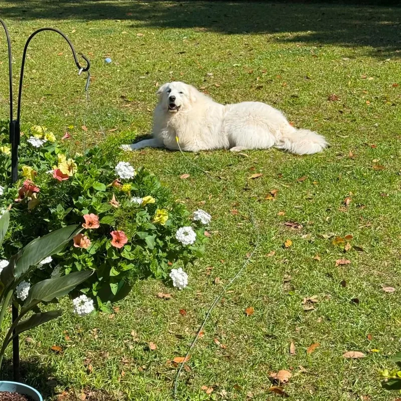 A young medium-sized male White / Cream Great Pyrenees dog named Winston for adoption in Mobile , AL
