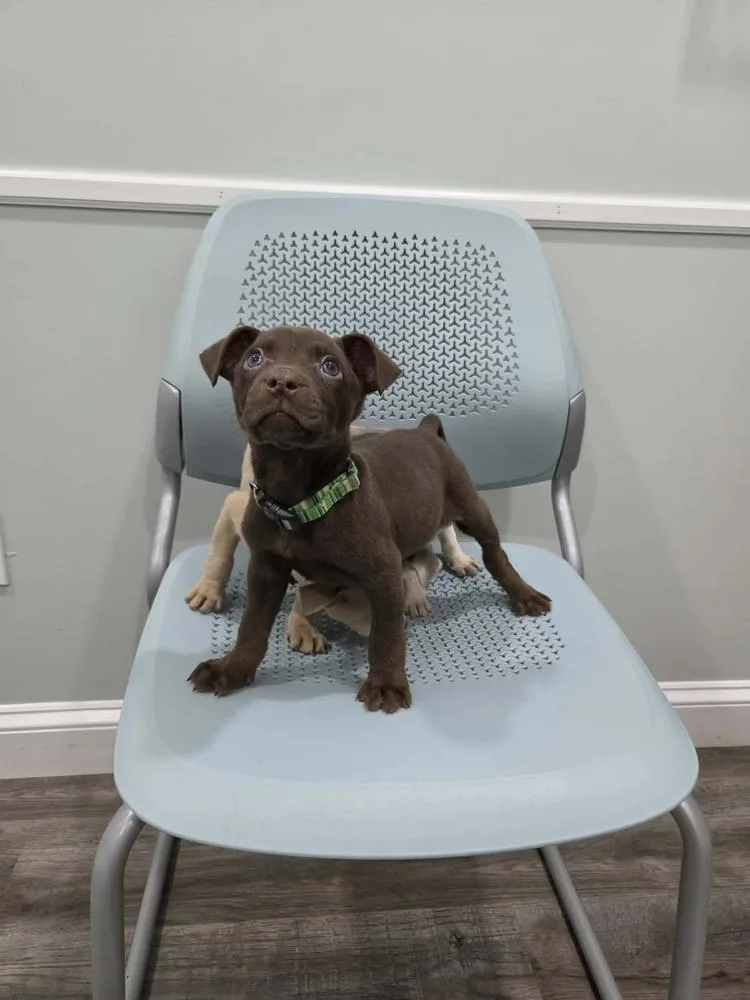A baby medium-sized male Brown / Chocolate Plott Hound dog named Chipmunk for adoption in Pottstown, PA