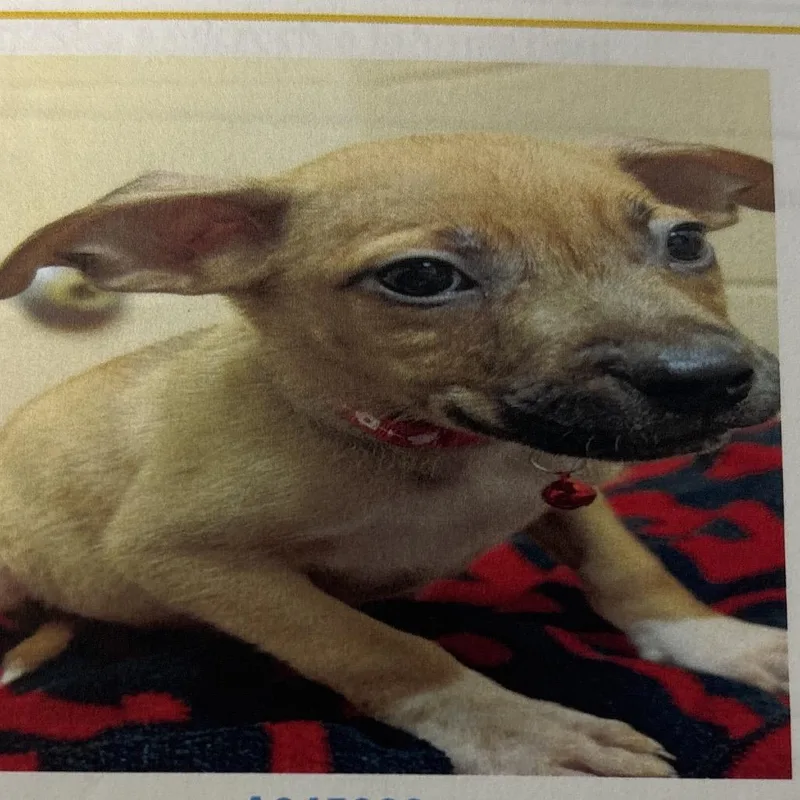 A baby small-sized female Terrier dog named Mercedes for adoption in Lake Jackson, TX