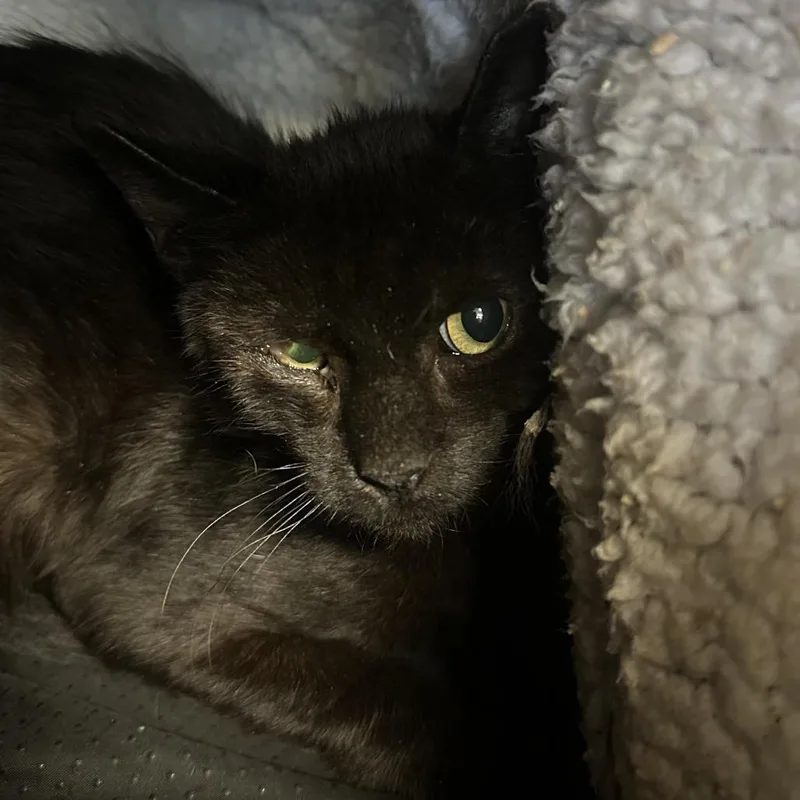 Radiohead thumbnail 4