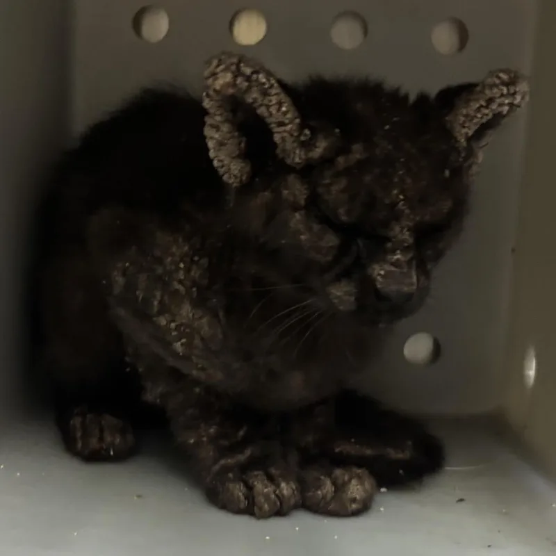 Radiohead thumbnail 5