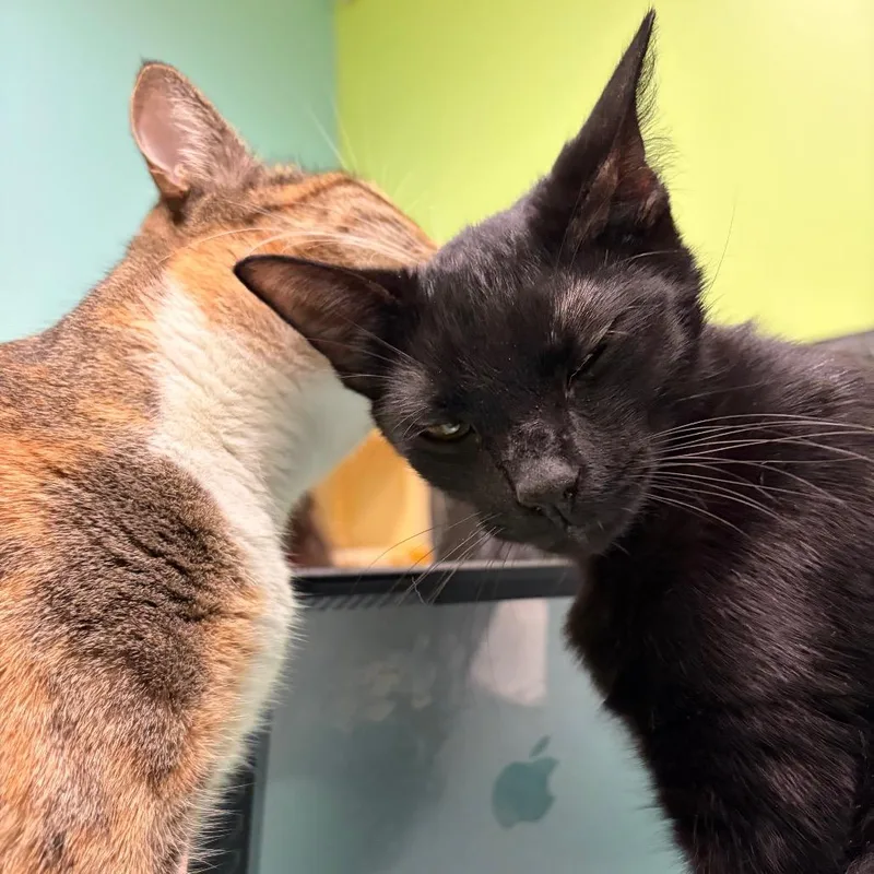 Radiohead thumbnail 6