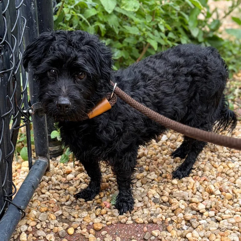 An adult small-sized male Black Miniature Poodle dog named Leo for adoption in West Chester, PA