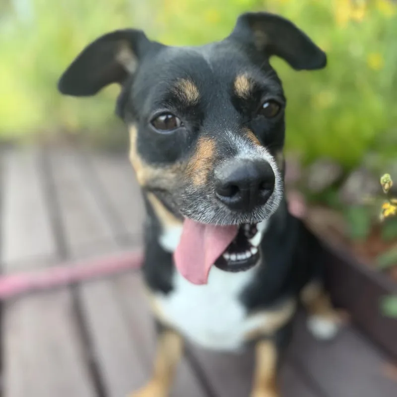 An adult medium-sized female Black Dachshund dog named Reba for adoption in Indiantown, FL