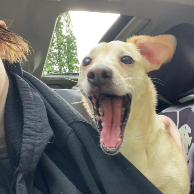 Ladybird thumbnail 2