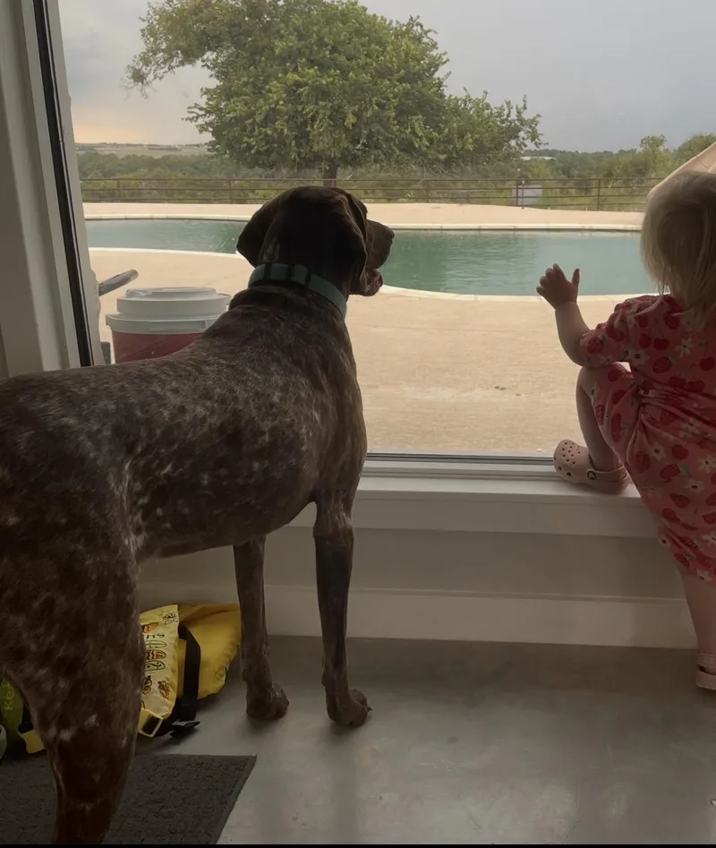 An adult medium-sized female German Shorthaired Pointer dog named Lewis for adoption in Fayetteville, AR