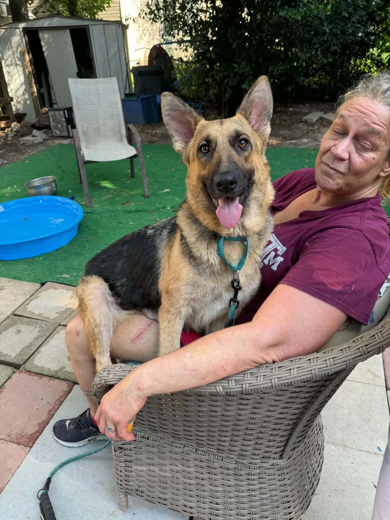 A young medium-sized female German Shepherd Dog dog named Lilian Gs for adoption in Allen, TX