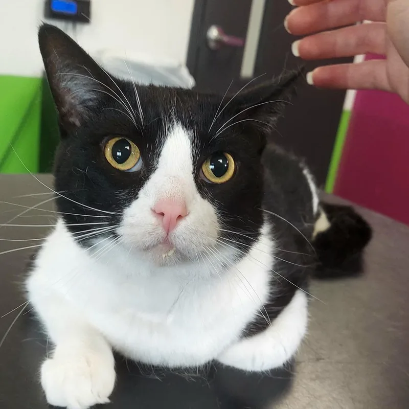 An adult large-sized male Black American Shorthair cat named Frappuccino for adoption in Ponca City, OK