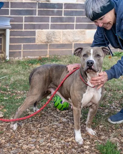 An adult large-sized female Mixed Breed dog named Ramona for adoption in Chamblee, GA