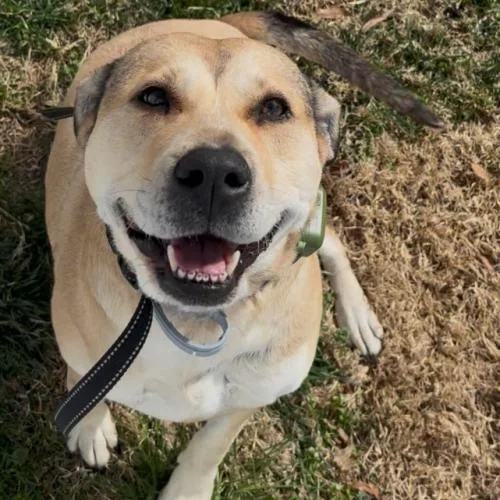 An adult large-sized female Yellow / Tan / Blond / Fawn Labrador Retriever dog named Rose for adoption in Washington DC, DC