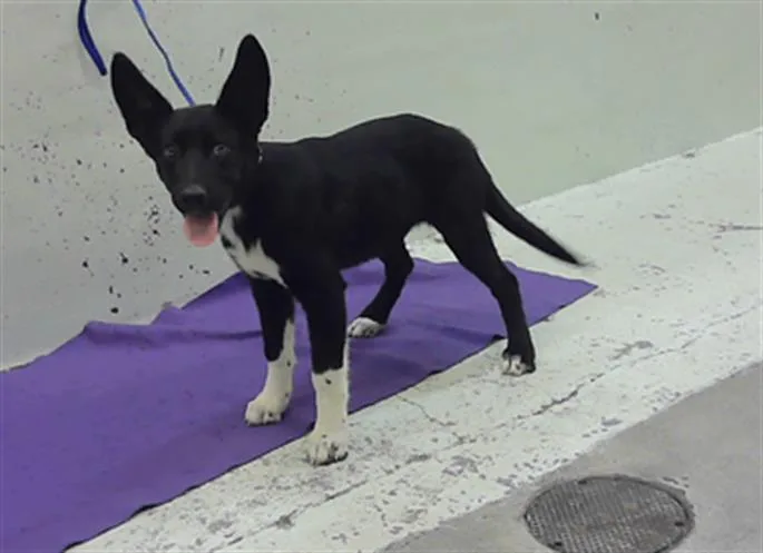 A baby small-sized female Siberian Husky dog named Lilly for adoption in Houston, TX