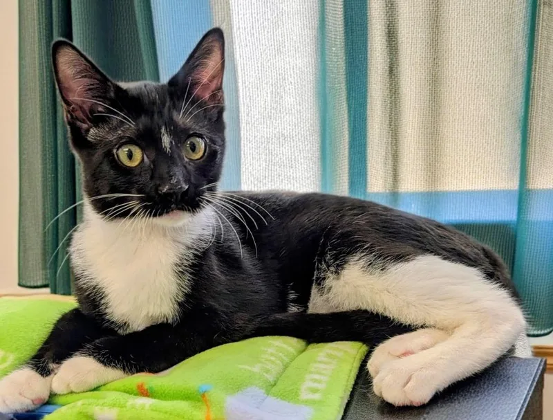 A baby small-sized male Domestic Short Hair cat named Oreo for adoption in Fort Myers, FL