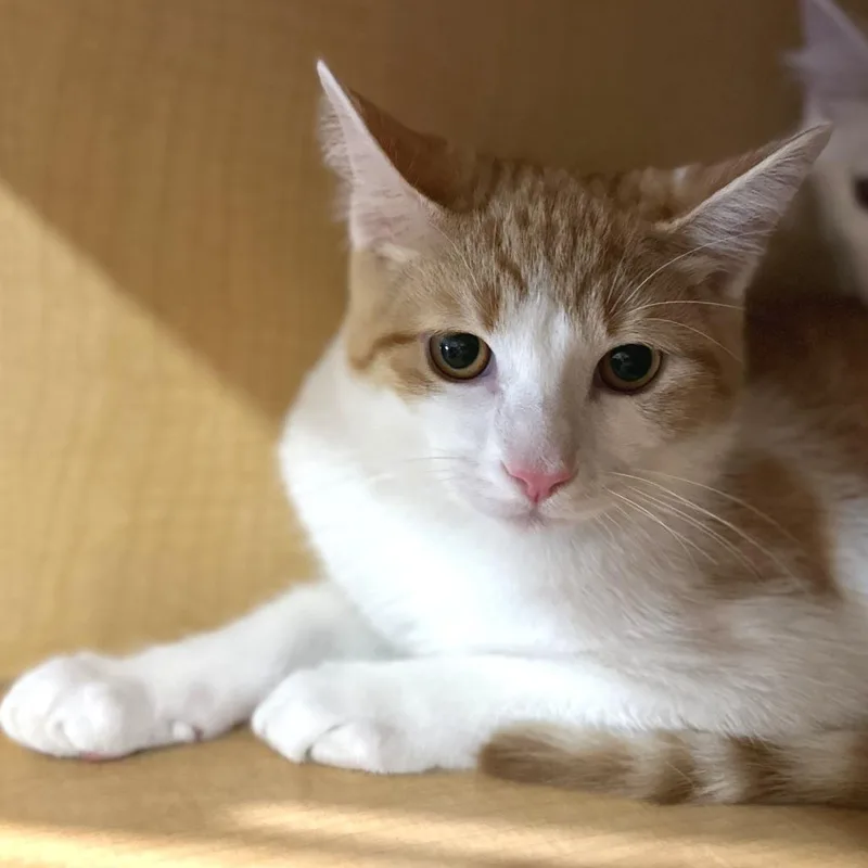 A baby medium-sized male Orange / Red Domestic Short Hair cat named Cotton Candy for adoption in Washington Township, OH