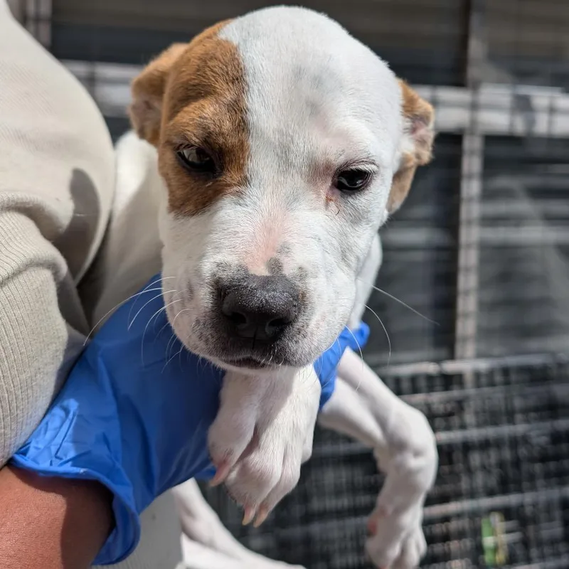 A baby medium-sized female White / Cream Pit Bull Terrier dog named Portia for adoption in Point Richmond, CA