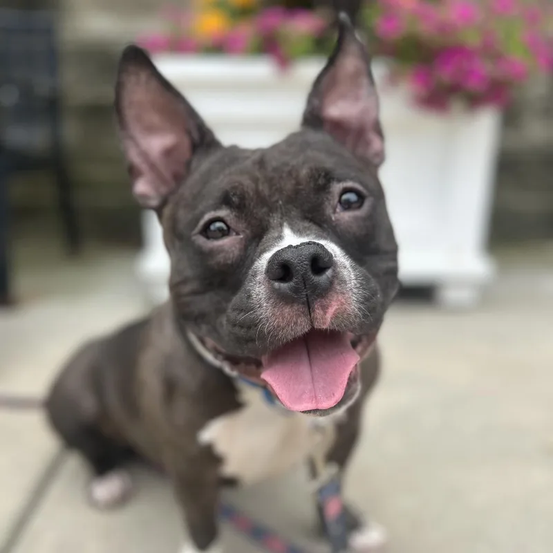 An adult medium-sized female American Bulldog dog named Amelia for adoption in Deerfield, IL