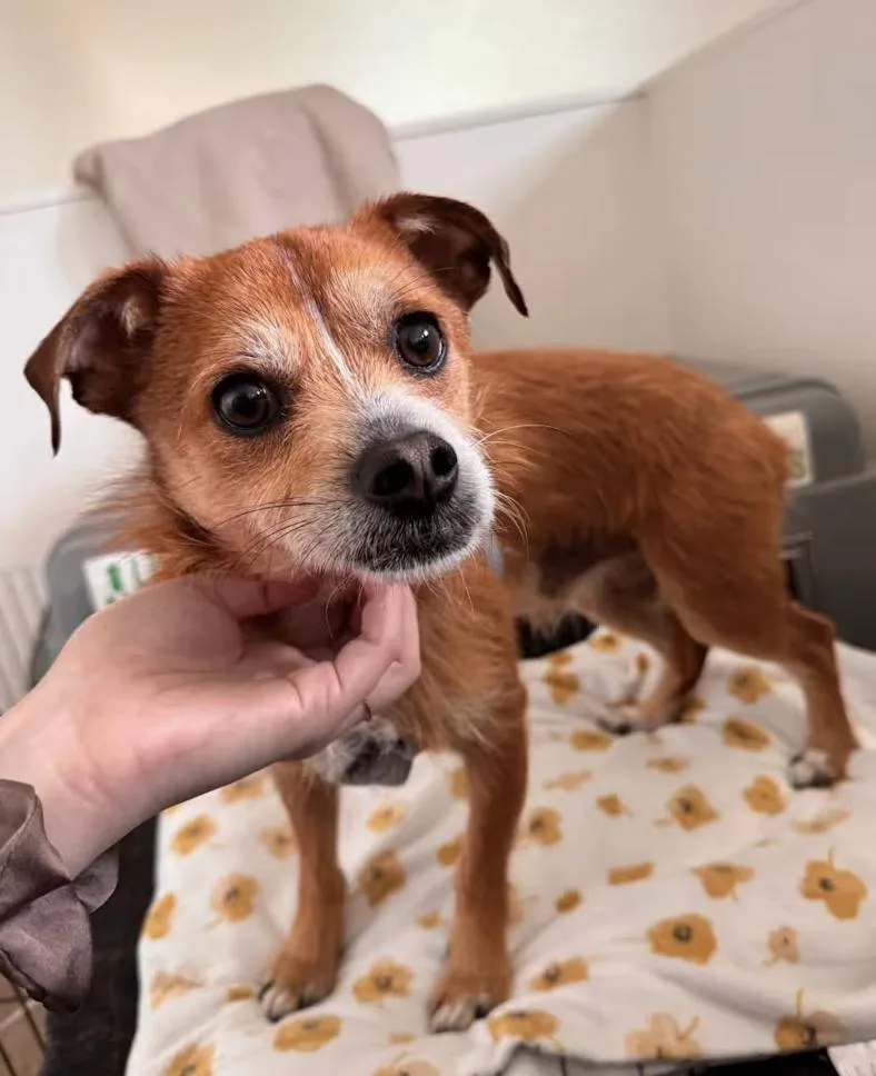 A young small-sized male Jack Russell Terrier dog named Benny for adoption in Davis, CA