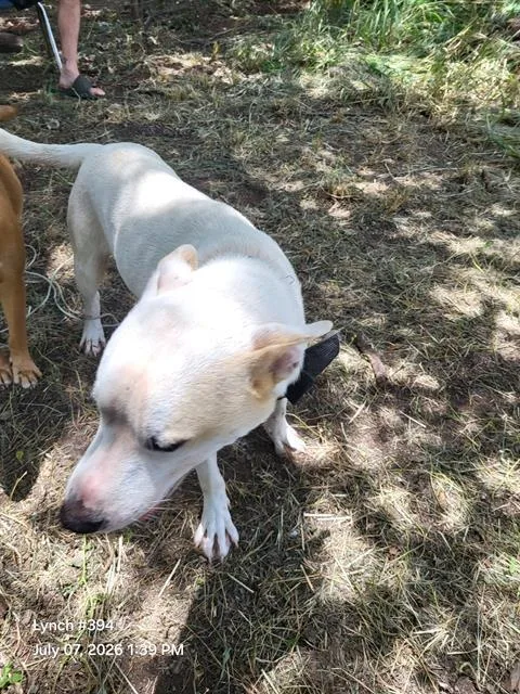 A young medium-sized male American Staffordshire Terrier dog named Sokka for adoption in San Antonio, TX