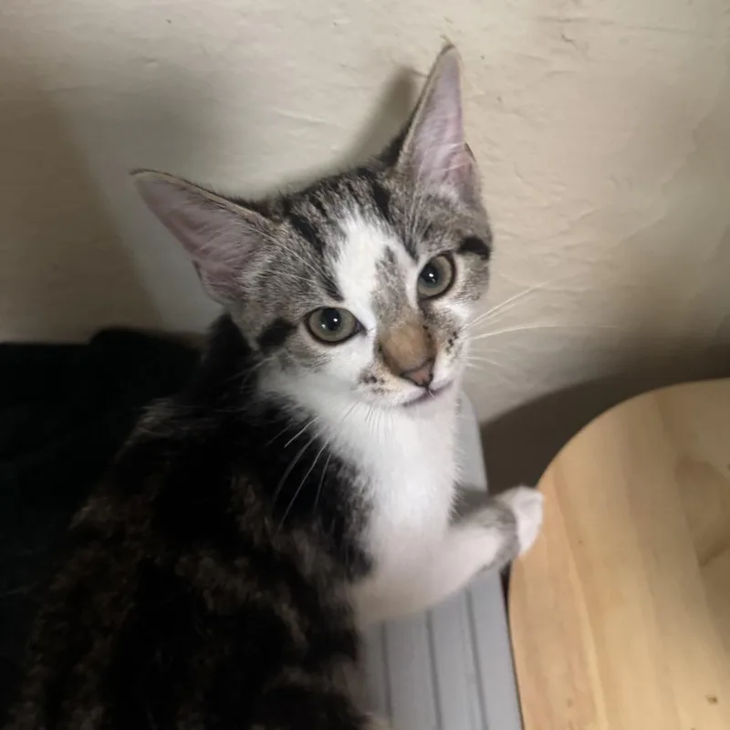A baby small-sized female Brown / Chocolate Domestic Short Hair cat named Tabitha for adoption in Richland, MI