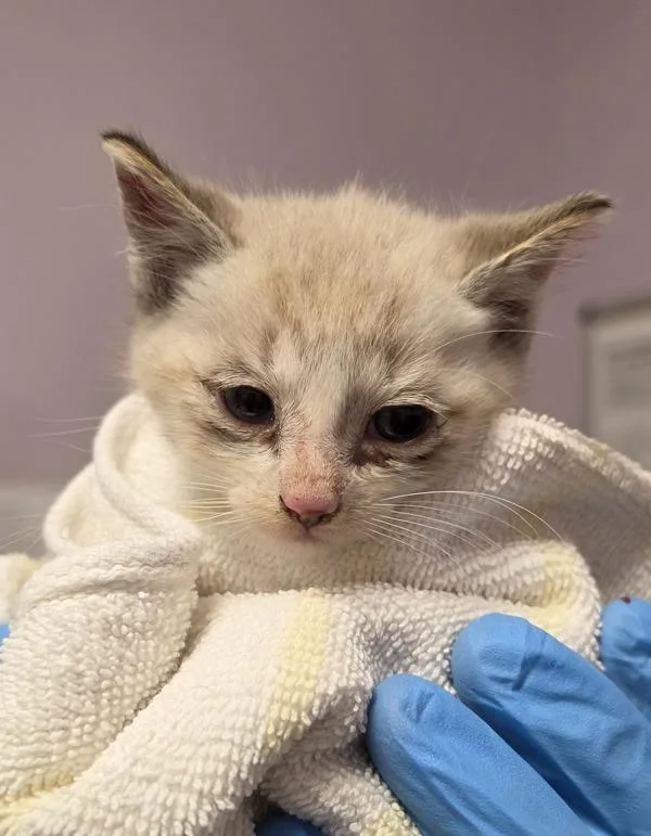 A baby small-sized male Siamese cat named Peanut for adoption in Vancouver, WA