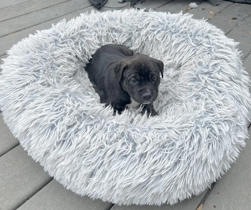 Schroeder thumbnail 2