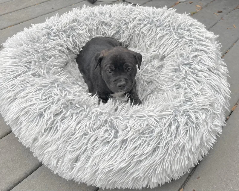 Schroeder thumbnail 3