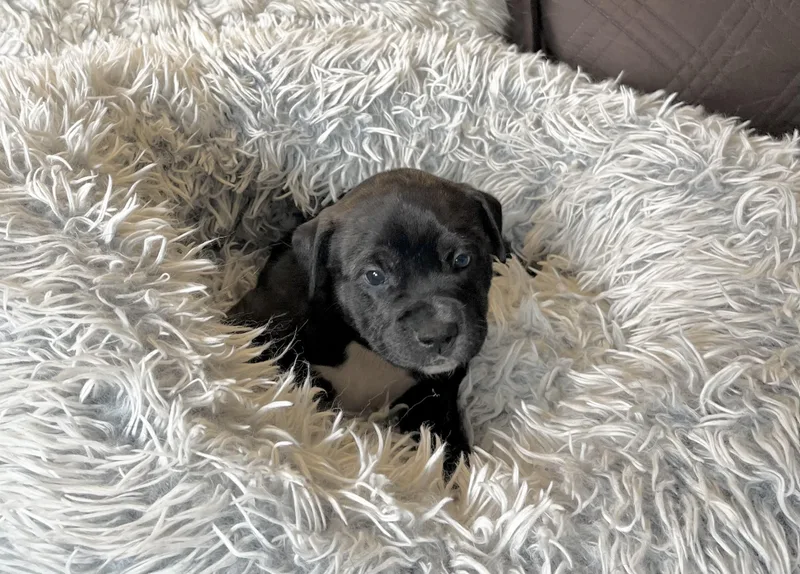 Schroeder thumbnail 5