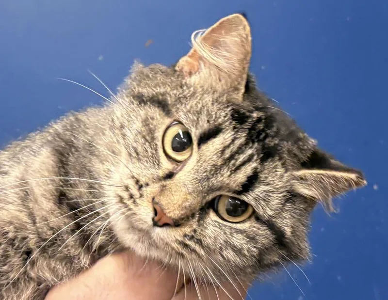 An adult medium-sized female Tabby (Brown / Chocolate) Domestic Long Hair cat named Gwen for adoption in Columbus, IN