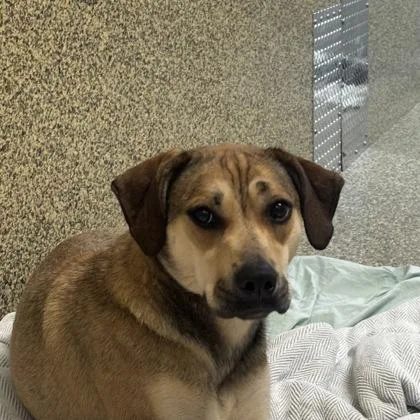 An adult medium-sized female Labrador Retriever dog named Elana for adoption in Merriam, KS