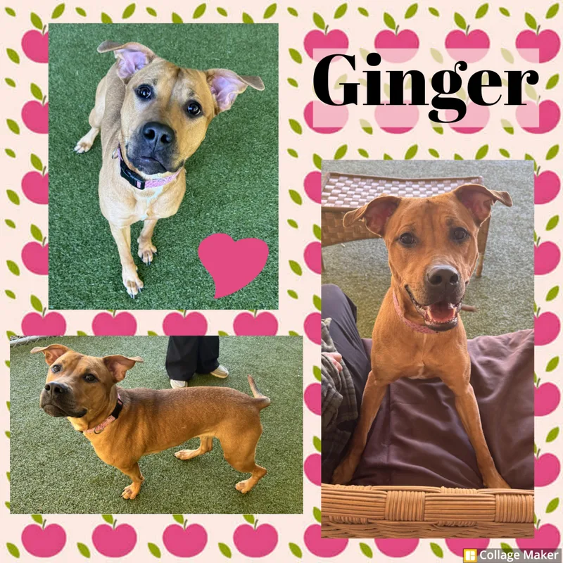 An adult medium-sized female Pit Bull Terrier dog named Ginger for adoption in Clearfield, PA