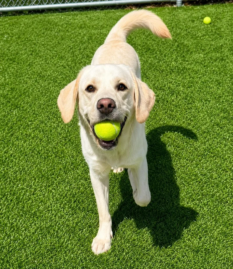 A young large-sized male Yellow / Tan / Blond / Fawn Yellow Labrador Retriever dog named Manny for adoption in Long Beach, NY