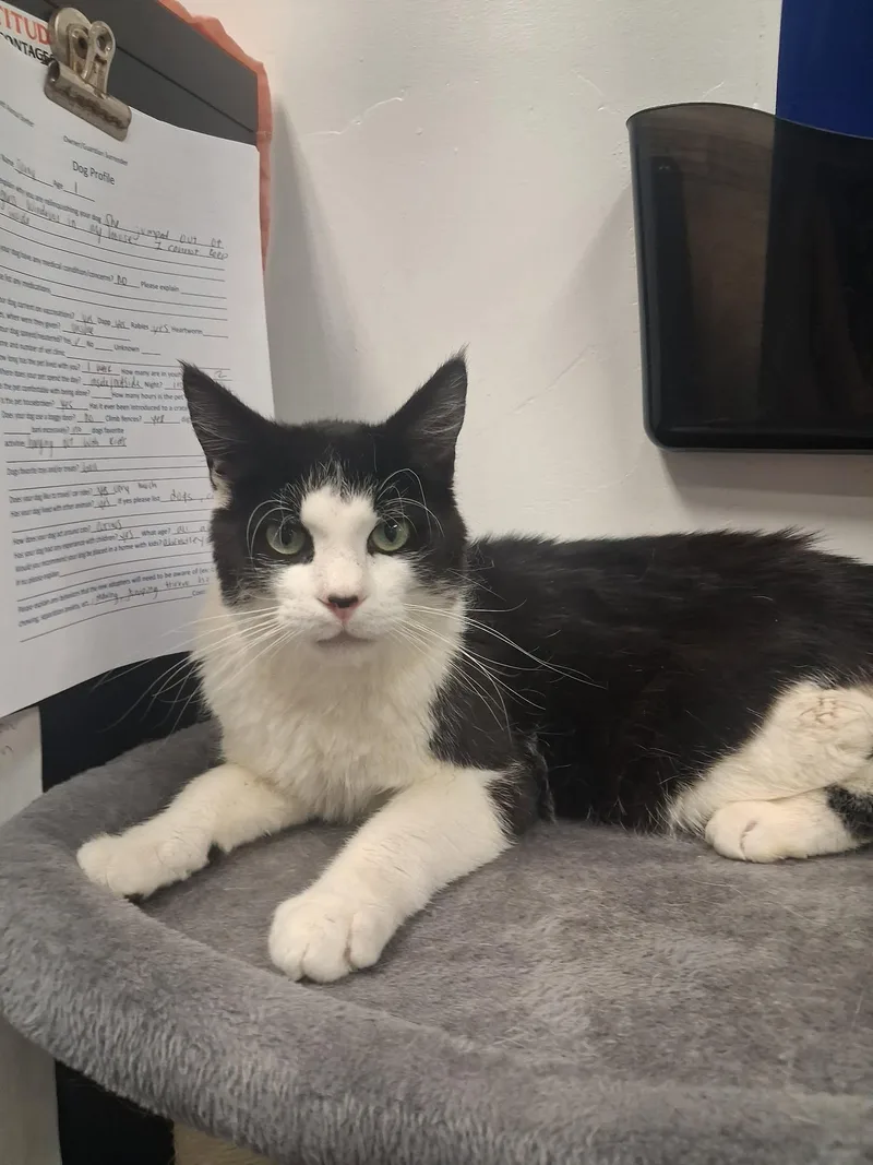 An adult medium-sized male Gray & White Domestic Short Hair cat named Dynamite for adoption in Roosevelt, UT
