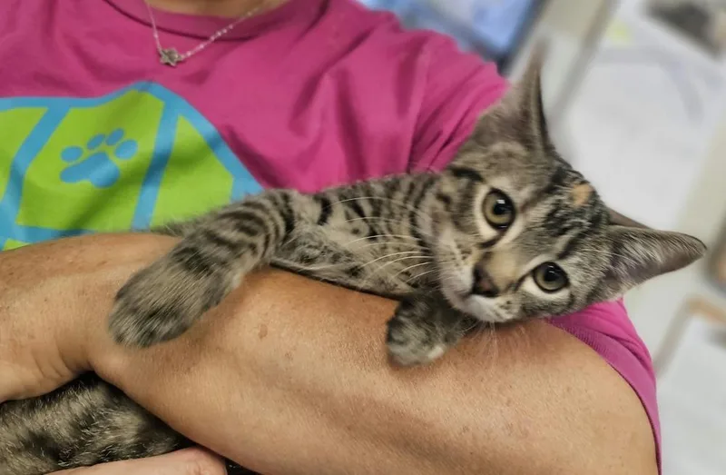 A baby small-sized female Domestic Short Hair cat named Debbie for adoption in Fremont, NE