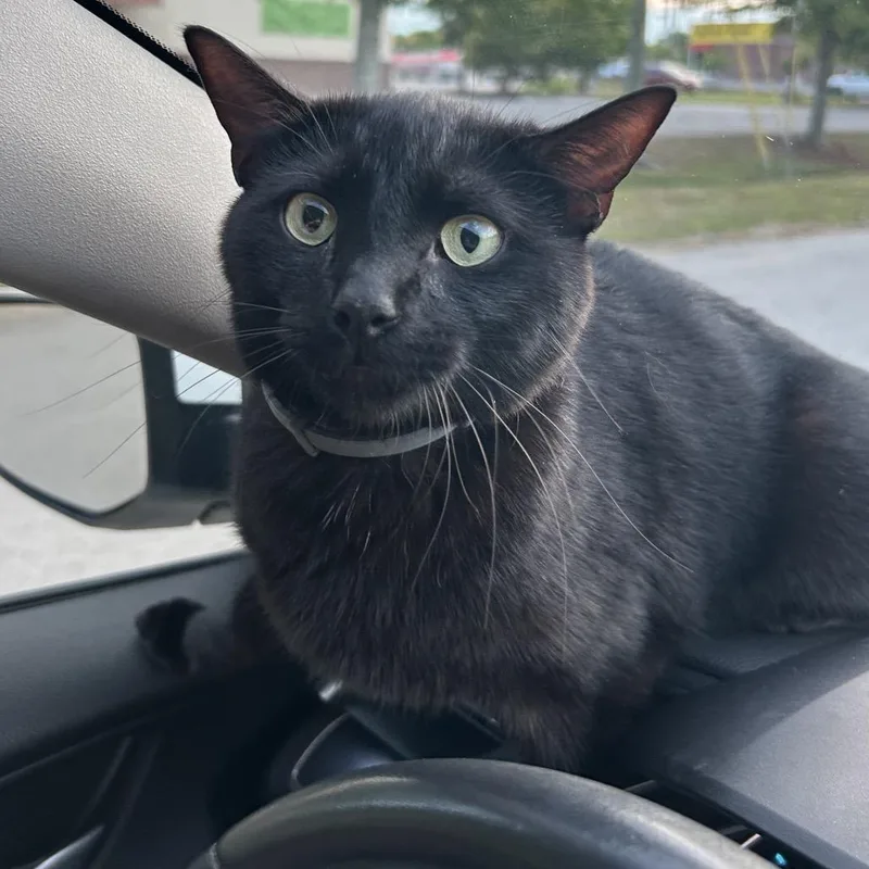 An adult medium-sized male Black Domestic Short Hair cat named Sir Curley Burley for adoption in Chattanooga, TN